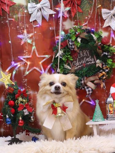 20231206マロ太くん